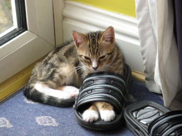 华体会-温哥华风雪压过潘帕斯晴空，阿劳霍的致命切割  第1张