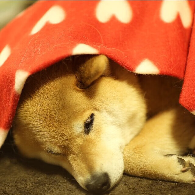 华体会app-AC米兰以持续攻势征服加纳，基耶萨教科书级表现诠释进攻艺术  第1张