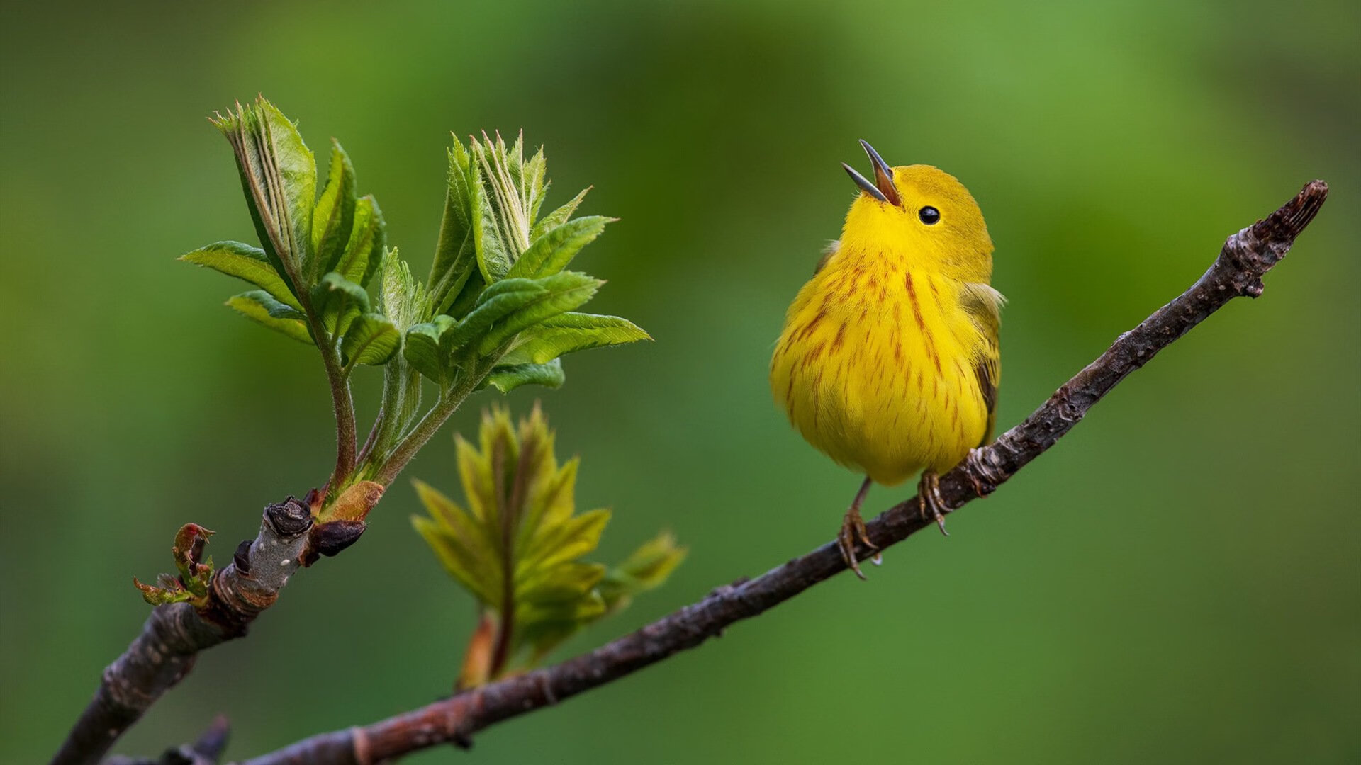 华体会体育-魔高一丈！文班亚马关键三分雨助辽宁队辽式重拳一波带走火箭！  第2张